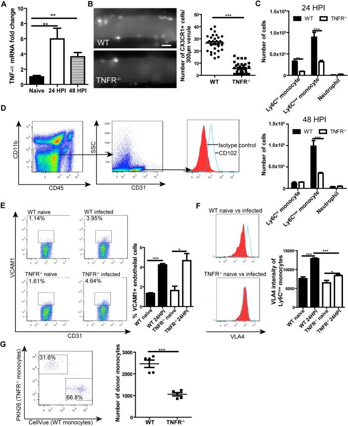 https://cdn.ncbi.nlm.nih.gov/pmc/blobs/59bd/7062284/848784f479d9/ppat.1008361.g005.jpg