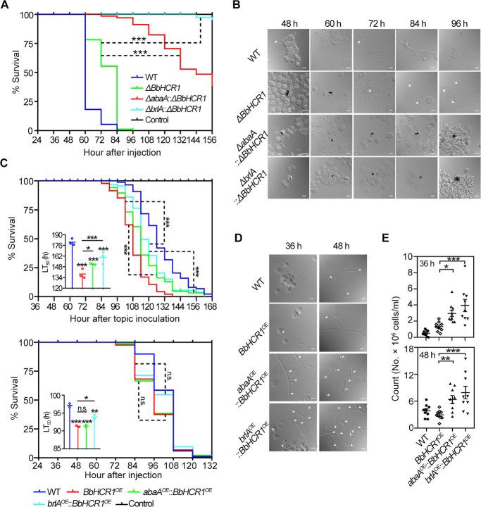 https://cdn.ncbi.nlm.nih.gov/pmc/blobs/59c0/11237471/dd5a7e4ce469/mbio.03504-23.f006.jpg