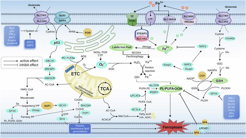 https://cdn.ncbi.nlm.nih.gov/pmc/blobs/59c3/12379297/f29969bc2baf/41420_2025_2696_Fig1_HTML.jpg