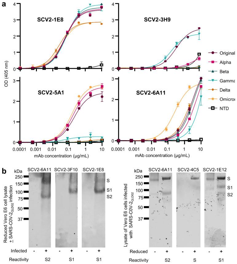 https://cdn.ncbi.nlm.nih.gov/pmc/blobs/59c7/9863740/0620844c146c/viruses-15-00139-g003.jpg