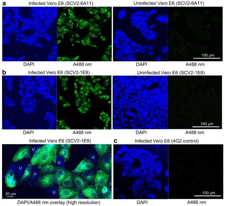 https://cdn.ncbi.nlm.nih.gov/pmc/blobs/59c7/9863740/a93b655809fb/viruses-15-00139-g002.jpg