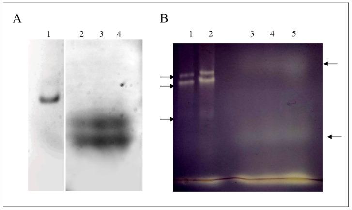 https://cdn.ncbi.nlm.nih.gov/pmc/blobs/59c8/11011677/d2cdfb05fcf2/ijms-25-03962-g002.jpg