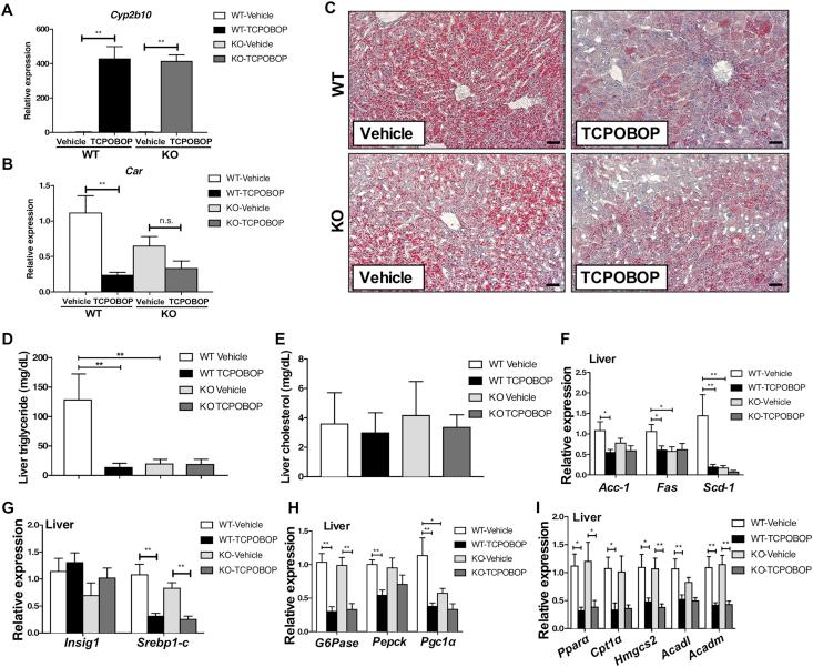 https://cdn.ncbi.nlm.nih.gov/pmc/blobs/59c9/7893119/82f9fffcdebf/gr3.jpg