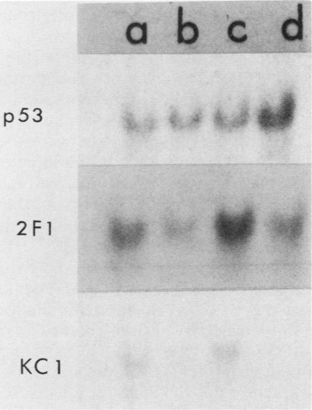 https://cdn.ncbi.nlm.nih.gov/pmc/blobs/59d2/369104/4962264b431e/molcellb00141-0071-a.jpg