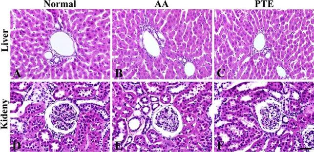 https://cdn.ncbi.nlm.nih.gov/pmc/blobs/59d4/6760487/ed9cc8d94d25/IJBMS-22-963-g001.jpg