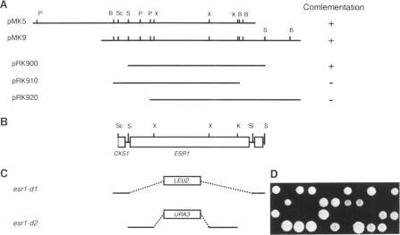 https://cdn.ncbi.nlm.nih.gov/pmc/blobs/59d5/310282/72dc3c8c4b3f/nar00039-0253-a.jpg