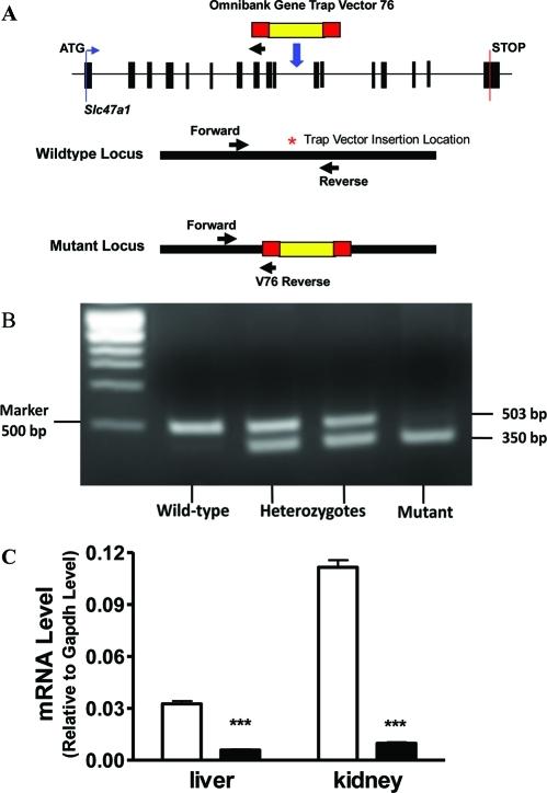 https://cdn.ncbi.nlm.nih.gov/pmc/blobs/59d7/3230245/a9582bfaa235/mp-2011-00395f_0007.jpg