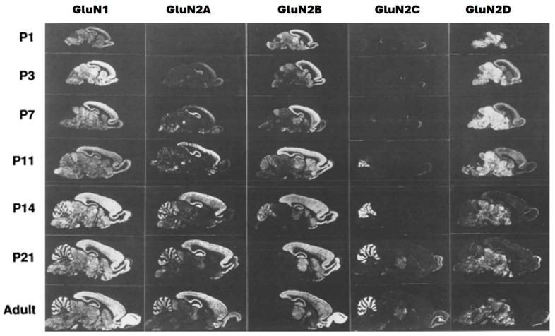 https://cdn.ncbi.nlm.nih.gov/pmc/blobs/59d8/10674917/67bebc592545/pharmaceuticals-16-01535-g002.jpg