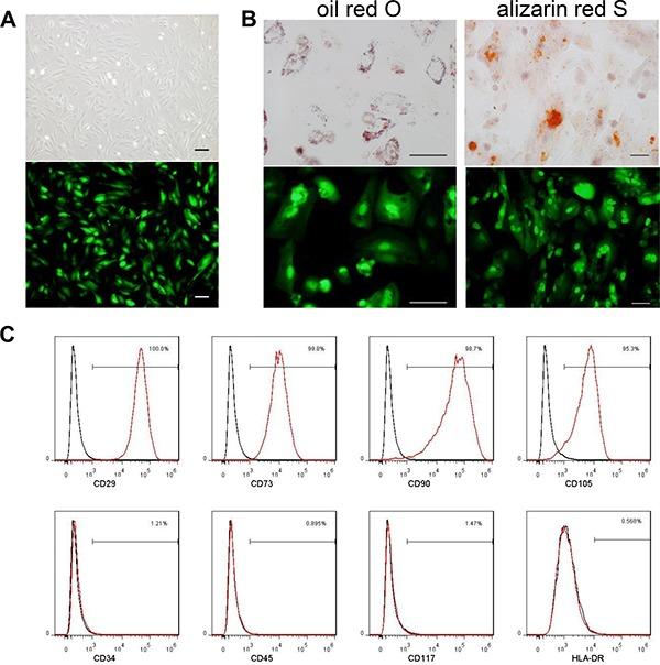 https://cdn.ncbi.nlm.nih.gov/pmc/blobs/59dc/5601654/46a423b6b97c/oncotarget-08-58309-g001.jpg