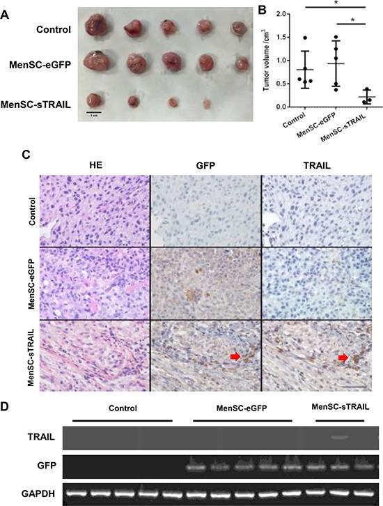 https://cdn.ncbi.nlm.nih.gov/pmc/blobs/59dc/5601654/8de436d62491/oncotarget-08-58309-g005.jpg