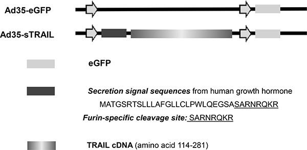 https://cdn.ncbi.nlm.nih.gov/pmc/blobs/59dc/5601654/b7b3c7550e5e/oncotarget-08-58309-g007.jpg
