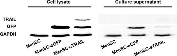 https://cdn.ncbi.nlm.nih.gov/pmc/blobs/59dc/5601654/f33d4b21fdea/oncotarget-08-58309-g002.jpg