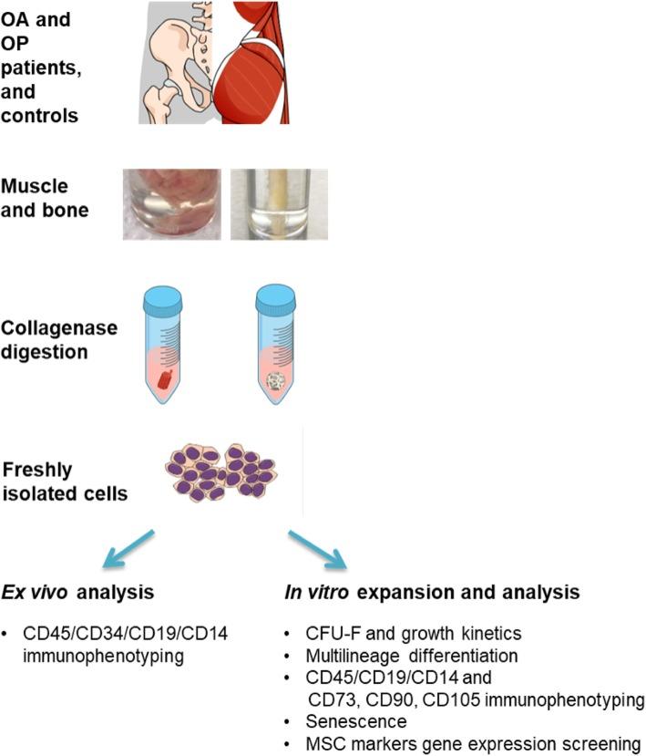 https://cdn.ncbi.nlm.nih.gov/pmc/blobs/59e3/7118858/fa2734502620/13287_2020_1657_Fig1_HTML.jpg