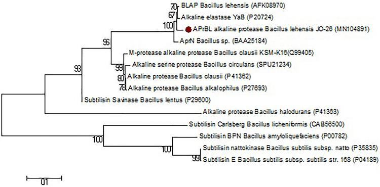 https://cdn.ncbi.nlm.nih.gov/pmc/blobs/59e4/7283590/034dfe092650/fmicb-11-00941-g001.jpg