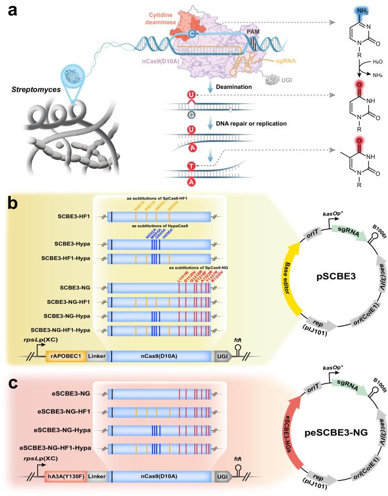 https://cdn.ncbi.nlm.nih.gov/pmc/blobs/59e5/11227558/578893836110/41467_2024_49987_Fig1_HTML.jpg