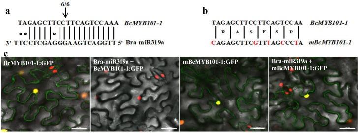 https://cdn.ncbi.nlm.nih.gov/pmc/blobs/59e5/6947622/abace69be39e/genes-10-00952-g007.jpg