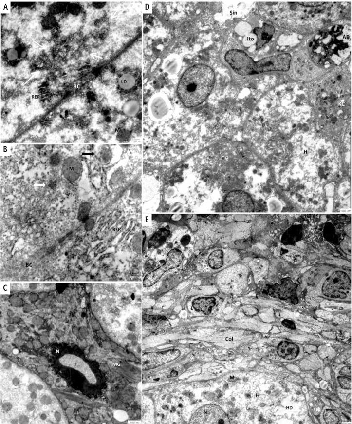 https://cdn.ncbi.nlm.nih.gov/pmc/blobs/59e7/5649480/01ca05747787/CEH-3-30095-g005.jpg