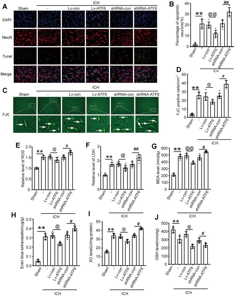 https://cdn.ncbi.nlm.nih.gov/pmc/blobs/59ef/11087128/0832c7debd89/aging-16-205737-g005.jpg