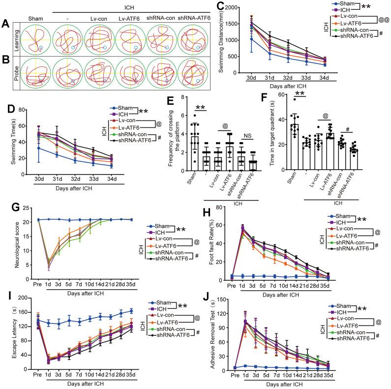 https://cdn.ncbi.nlm.nih.gov/pmc/blobs/59ef/11087128/22286d7754e3/aging-16-205737-g006.jpg