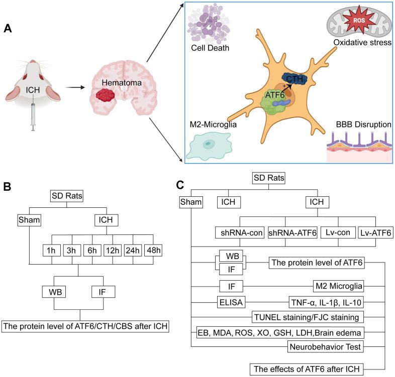 https://cdn.ncbi.nlm.nih.gov/pmc/blobs/59ef/11087128/c4ad13f7b7c5/aging-16-205737-g001.jpg