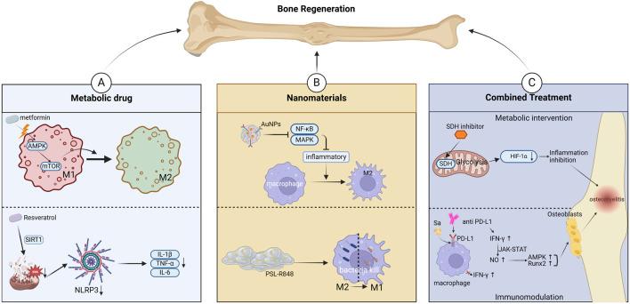 https://cdn.ncbi.nlm.nih.gov/pmc/blobs/59ef/12202483/29e7a1f3b908/fcell-13-1604320-g003.jpg