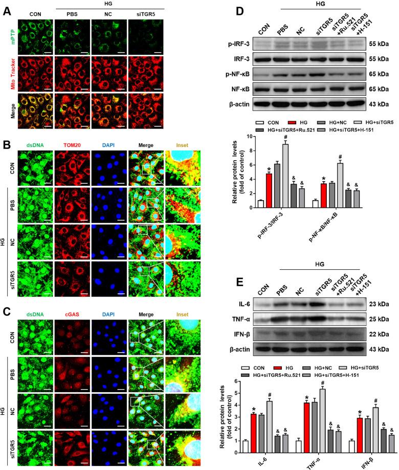 https://cdn.ncbi.nlm.nih.gov/pmc/blobs/59f1/10474119/2d9515471447/41419_2023_6111_Fig5_HTML.jpg