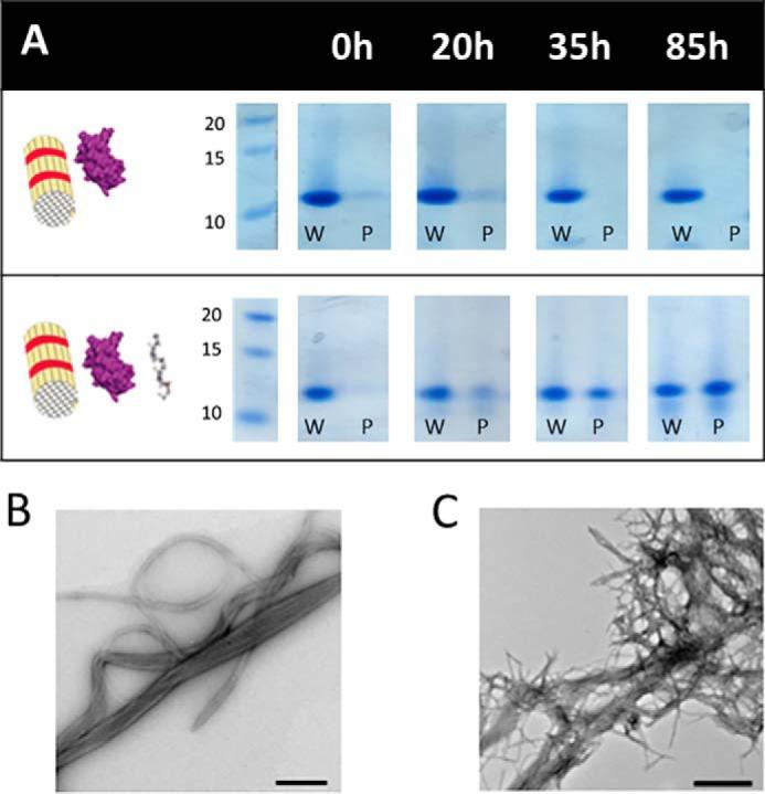 https://cdn.ncbi.nlm.nih.gov/pmc/blobs/59f2/6579475/61dd42561cba/zbc0241906500003.jpg