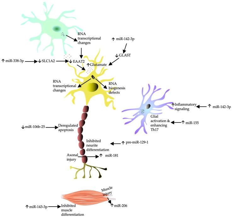 https://cdn.ncbi.nlm.nih.gov/pmc/blobs/59f3/11507293/4b784066e153/ijms-25-10900-g002.jpg