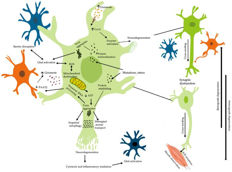 https://cdn.ncbi.nlm.nih.gov/pmc/blobs/59f3/11507293/6e1c68f51d35/ijms-25-10900-g001.jpg