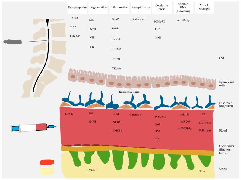 https://cdn.ncbi.nlm.nih.gov/pmc/blobs/59f3/11507293/f3ac7cf5381b/ijms-25-10900-g003.jpg