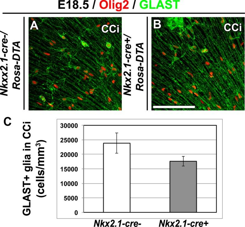 https://cdn.ncbi.nlm.nih.gov/pmc/blobs/59f4/4764555/963ccff3af11/elife-09102-fig3-figsupp2.jpg