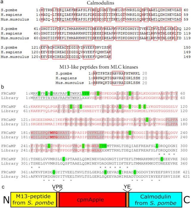 https://cdn.ncbi.nlm.nih.gov/pmc/blobs/59f7/7794825/aad1bd07c4f0/ijms-22-00111-g001.jpg