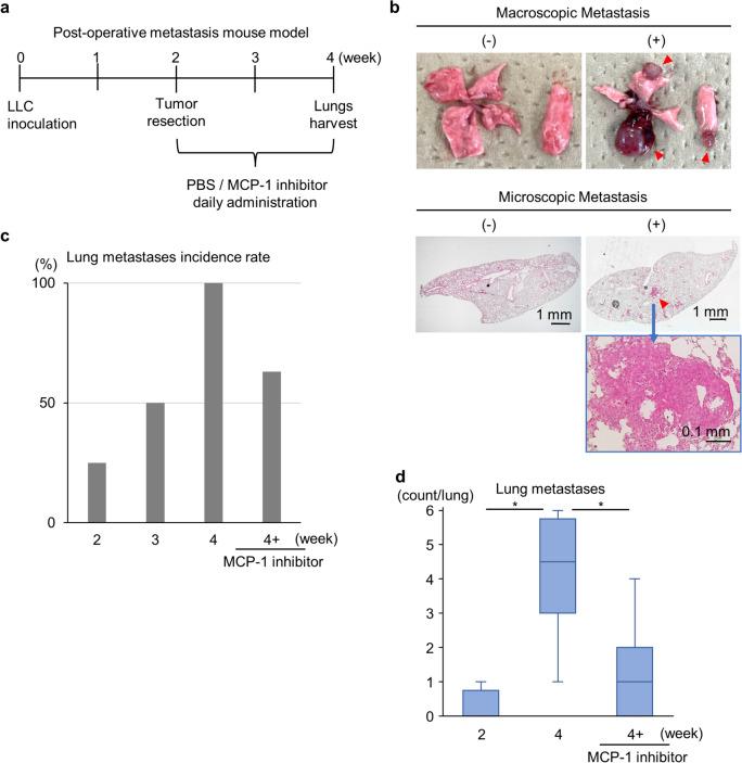 https://cdn.ncbi.nlm.nih.gov/pmc/blobs/59f8/11377378/97650f9c10f5/262_2024_3800_Fig6_HTML.jpg