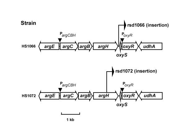 https://cdn.ncbi.nlm.nih.gov/pmc/blobs/59f9/1413537/e4b6801da4b7/1471-2180-6-14-1.jpg