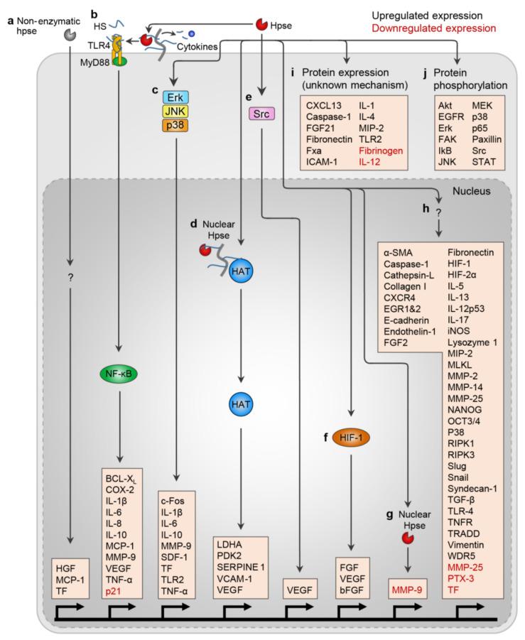 https://cdn.ncbi.nlm.nih.gov/pmc/blobs/59f9/8541136/e09300edb445/ijms-22-11096-g002.jpg