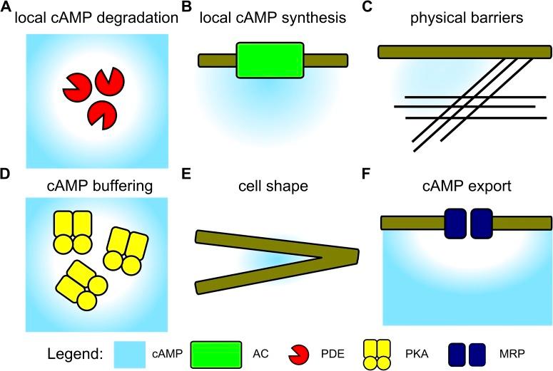 https://cdn.ncbi.nlm.nih.gov/pmc/blobs/59fa/3874575/0cfc2d93b214/JGP_201311044_Fig1.jpg