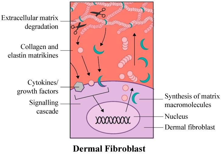 https://cdn.ncbi.nlm.nih.gov/pmc/blobs/59fb/5297838/e5820ed976a9/ijms-18-00208-g002.jpg
