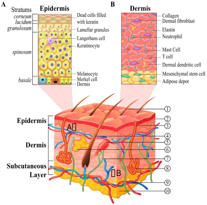 https://cdn.ncbi.nlm.nih.gov/pmc/blobs/59fb/5297838/f36f1e372228/ijms-18-00208-g001.jpg
