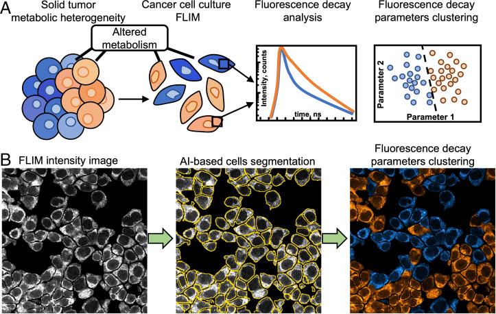https://cdn.ncbi.nlm.nih.gov/pmc/blobs/59fd/8892511/262c99c4219e/pnas.2118241119fig01.jpg