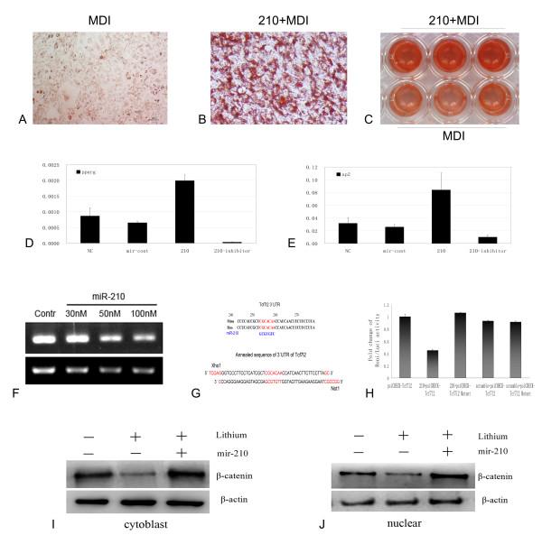 https://cdn.ncbi.nlm.nih.gov/pmc/blobs/59ff/2895628/ae744bbd35c3/1471-2164-11-320-4.jpg