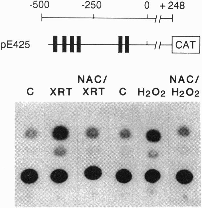 https://cdn.ncbi.nlm.nih.gov/pmc/blobs/59ff/46098/d5ad8f350e7e/pnas01465-0332-c.jpg