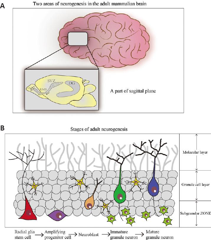 https://cdn.ncbi.nlm.nih.gov/pmc/blobs/5a00/10503605/03f435a099ae/NRR-19-282-g002.jpg