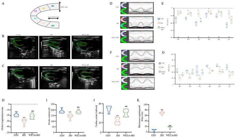 https://cdn.ncbi.nlm.nih.gov/pmc/blobs/5a02/10059042/758696a9fe29/ijms-24-05838-g003.jpg