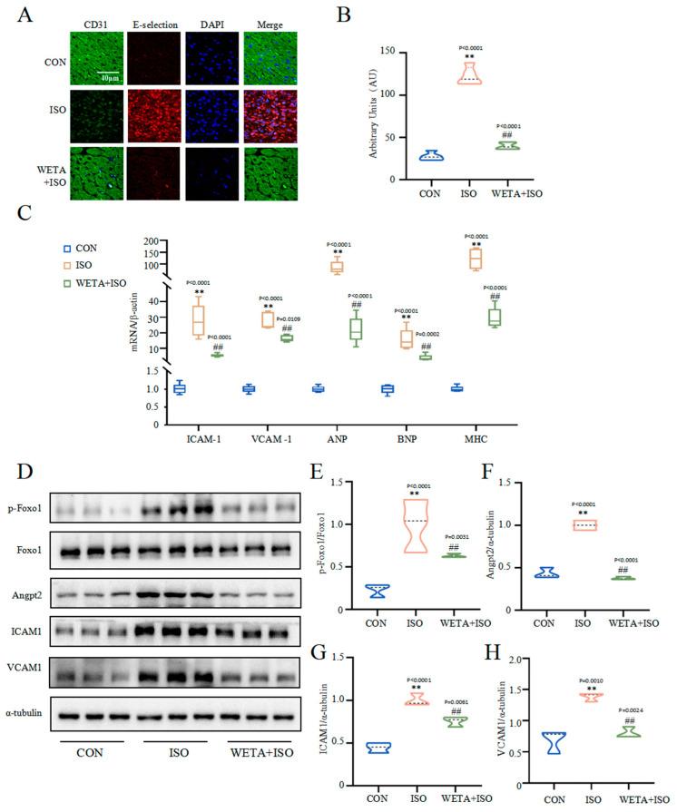 https://cdn.ncbi.nlm.nih.gov/pmc/blobs/5a02/10059042/c796ab06f1b3/ijms-24-05838-g007.jpg