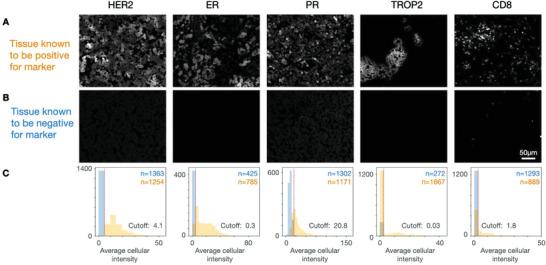 https://cdn.ncbi.nlm.nih.gov/pmc/blobs/5a02/9284190/b3bf363b066d/ADVS-9-2200415-g006.jpg