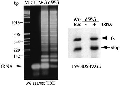 https://cdn.ncbi.nlm.nih.gov/pmc/blobs/5a03/169038/0e7794018ff9/cdg365f3.jpg