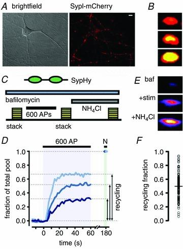 https://cdn.ncbi.nlm.nih.gov/pmc/blobs/5a04/3413500/d66c195982f6/tjp0590-1585-f1.jpg