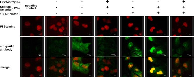 https://cdn.ncbi.nlm.nih.gov/pmc/blobs/5a05/3154130/7bd80e75c582/mv-v17-2019-f4.jpg