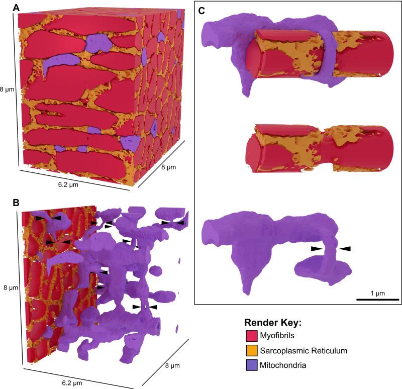 https://cdn.ncbi.nlm.nih.gov/pmc/blobs/5a06/12309365/0faa386d1e92/jcb_202411138_figs4.jpg