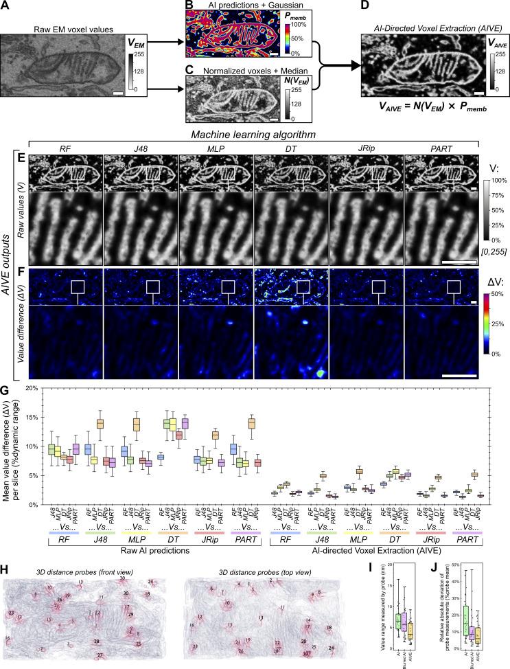 https://cdn.ncbi.nlm.nih.gov/pmc/blobs/5a06/12309365/8d0c56c6d47a/jcb_202411138_fig2.jpg